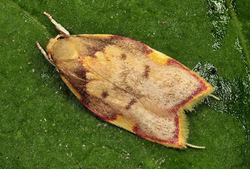 9 Peleopodidae - Carcina quercana